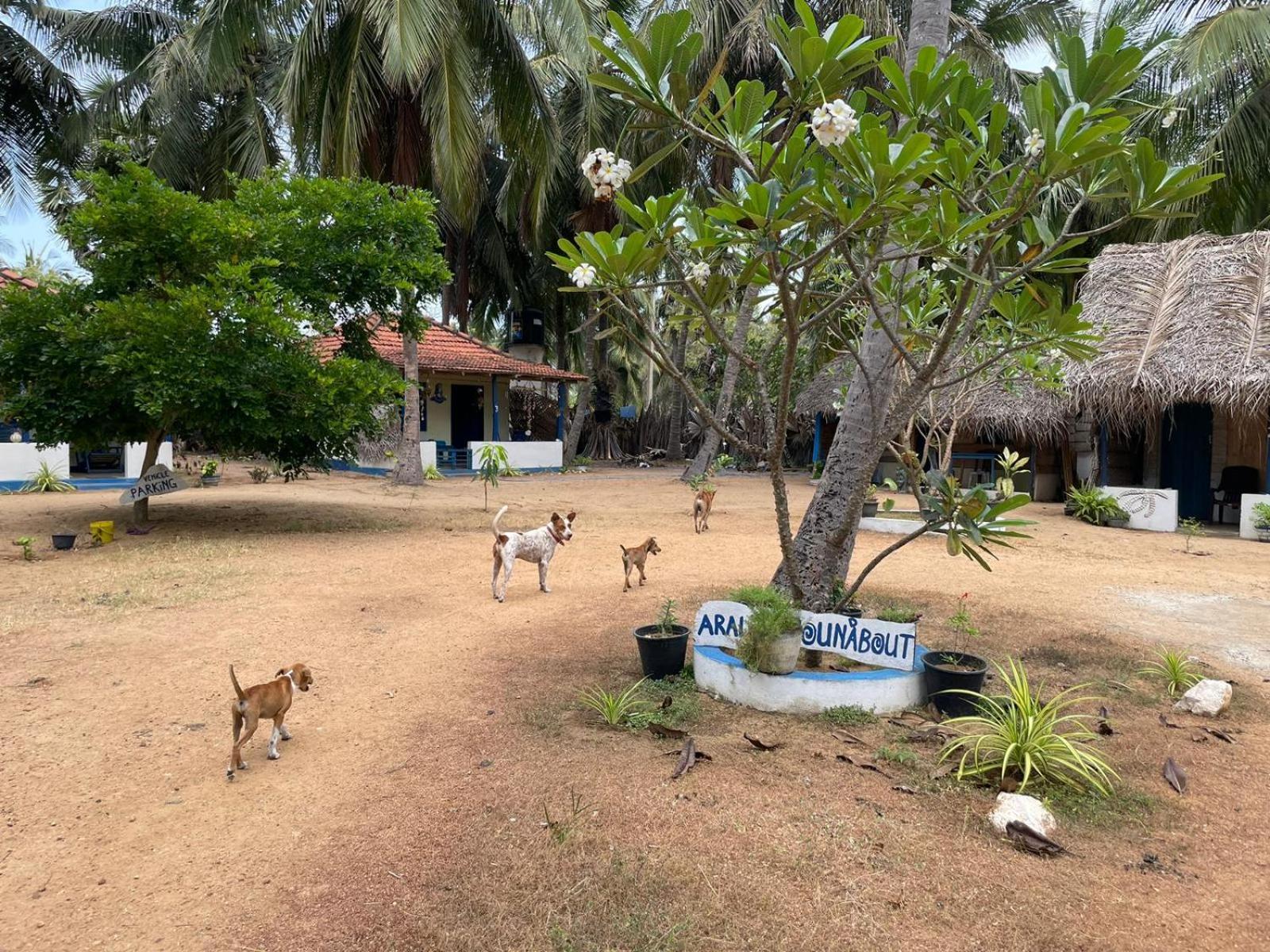 Araliya Villa Kalpitiya Exterior foto